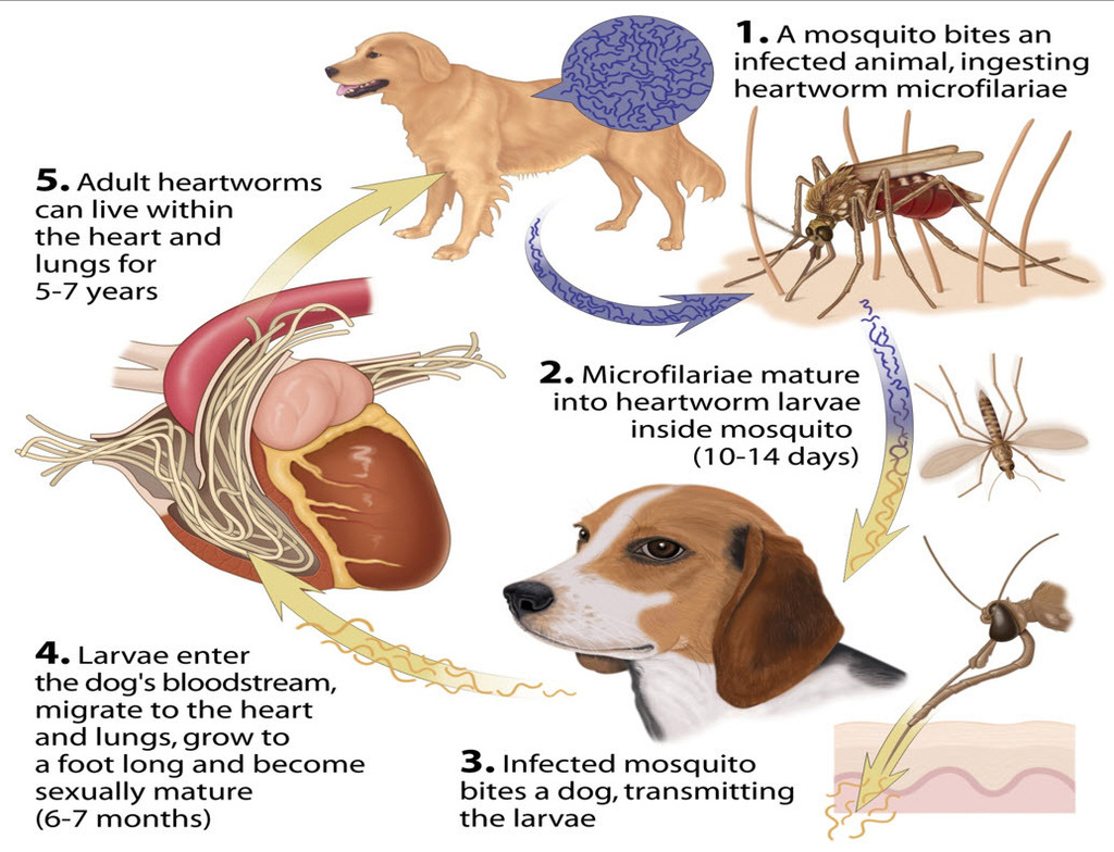 can mosquitoes bite cats and dogs